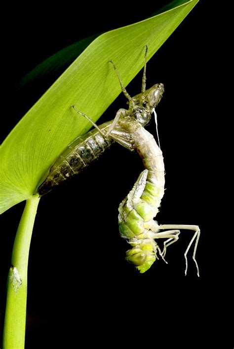 Emperor Dragonfly Metamorphosis Photograph by Adrian Bicker