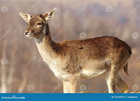 Young fallow deer doe stock image. Image of fallow, european - 72104973