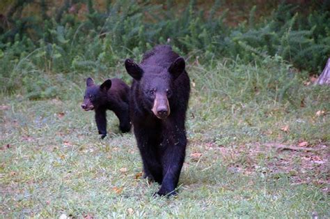 Cades Cove Wildlife