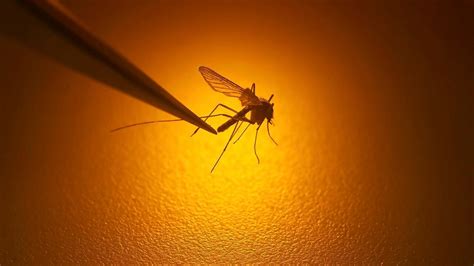 West Nile-positive mosquitoes rise in parts of NEOhio; how to stay safe ...