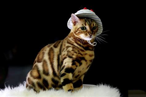 Bengal Cats: The Exotic Hybrid Feline | Cats Host