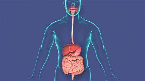 Gambar Sistem Ekskresi Manusia – pulp