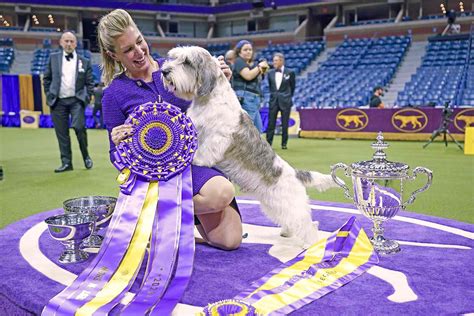 Buddy Holly the Petit Basset Griffon Vendéen Wins the 2023 Westminster Dog Show