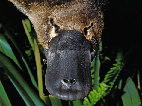 Platypus venom: what you need to know