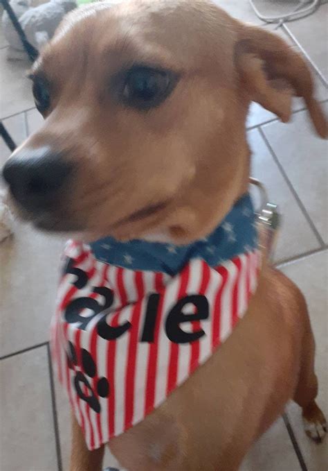 American Flag Dog Bandana Custom | Etsy