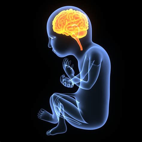 Brain and Nerve Injuries Caused by Labor and Delivery