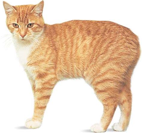 Animal World: What Kind Of Cat Is A Manx?