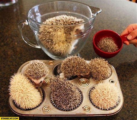 Cute hedgehog cupcakes | StareCat.com