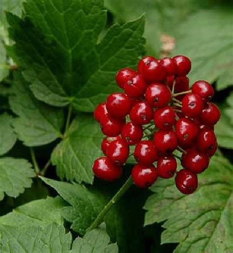 Red Baneberry – Wisconsin Horticulture