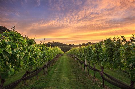 Mercury Bay Vineyard Sunset - NZ Landscape Prints