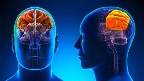 Parietal Lobe: Characteristics and Functions - Muy Salud