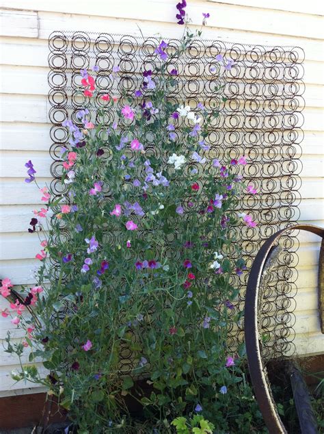 Old bed spring used as a trellis for sweet peas | Diy garden trellis ...