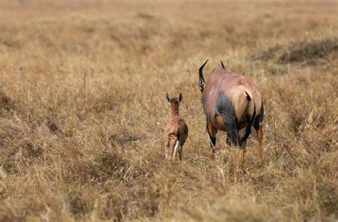 Topi Antelopes Resembles Hartebeest Stock Image - Image of alcelaphinae, horns: 198401927