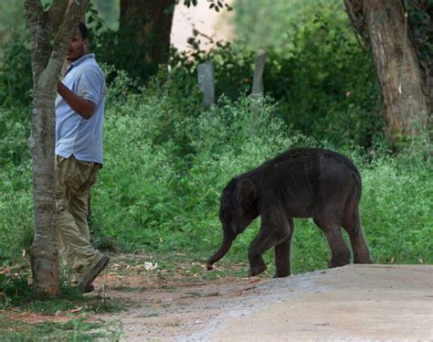 Help rescue wild animals and birds in India - GlobalGiving