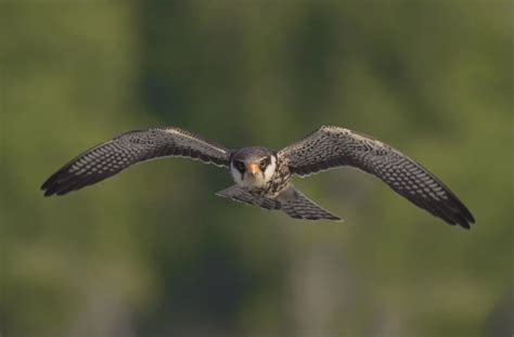 Amur Falcon - Facts, Diet, Habitat & Pictures on Animalia.bio