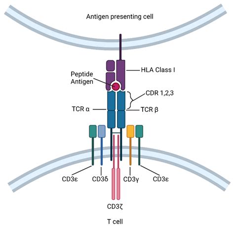 Cell Receptor