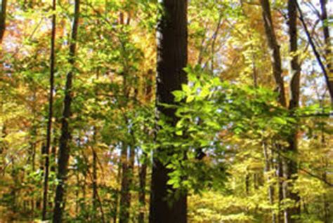 NCC: Where We Work - Ontario - American Chestnut Blight