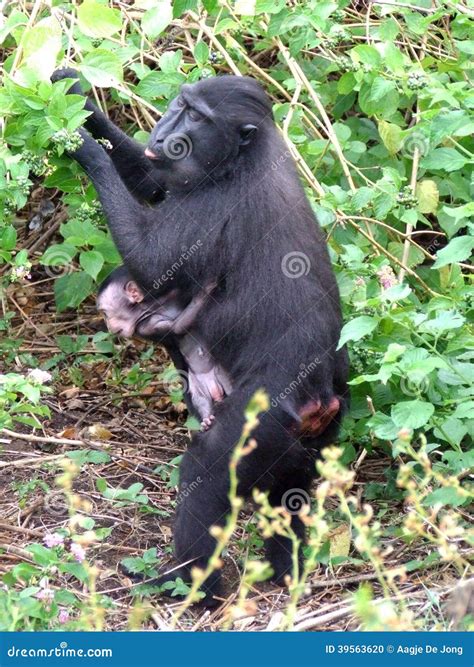 Celebes Crested Black Macaque and Baby Stock Photo - Image of picking, little: 39563620