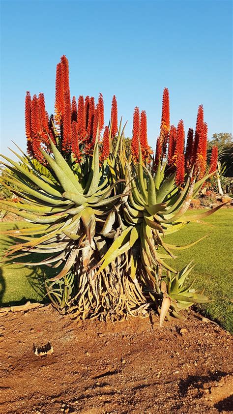 Aloe hybrid in flower Johan's hybrids July 2018 | Vegetais