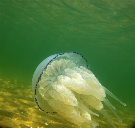 Marine Jellyfish, in a Natural Habitat Stock Photo - Image of creature, aqua: 181407594