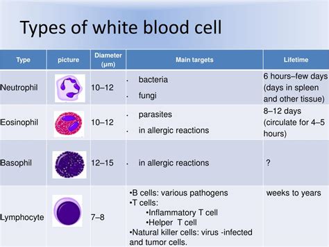 PPT - Macrophage PowerPoint Presentation, free download - ID:431156