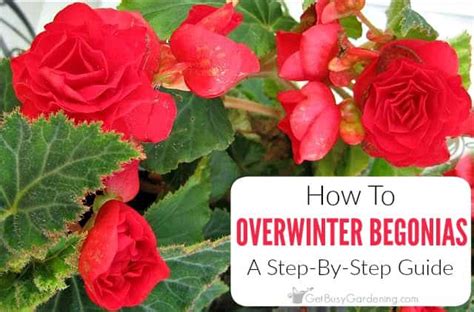 How To Overwinter Begonias Indoors (3 Easy Ways!) - Get Busy Gardening