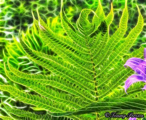 Photograph Fractal Fern by Tommy Persson on 500px