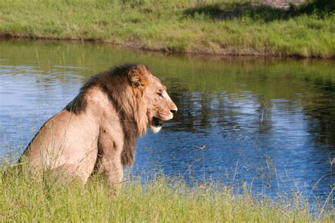 Remarkable Reasons to Visit Chobe National Park - Extravelgance