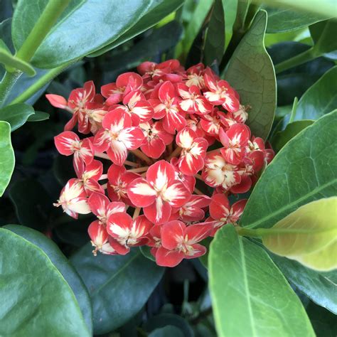 MAUI RED Ixora Tropical Live Plant Orange Red Flower Starter Size 4 Inch Pot Emerald Goddess ...