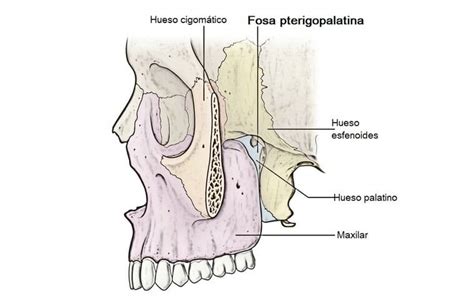 🥇 Fosa pterigopalatina (estructuras, limites)