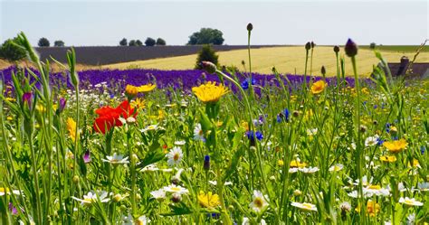 Visit to Cotswold Lavender - All Aboard the Skylark