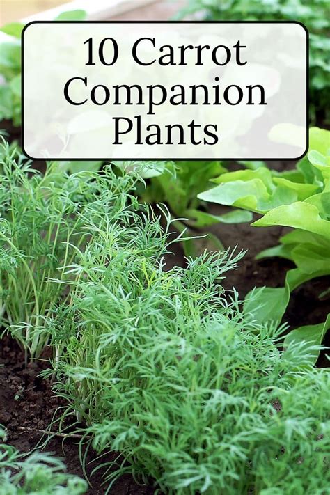 Carrot Companion Plants · Nourish and Nestle