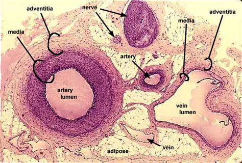 Aorta