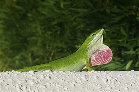 6 of the Most Common Lizards in Florida (Pictures) - Wildlife Informer