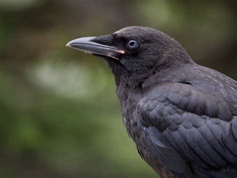 Bright Blue Eyes of Baby Crows – Ingrid Taylar Foto