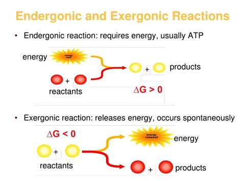 PPT - Endergonic and Exergonic Reactions PowerPoint Presentation - ID:597212