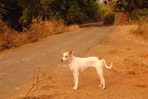 Raigad district, Maharashtra | Street dogs, Natural dog, Dog breeds