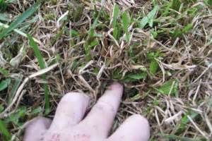 Sod Webworms: Detect & Repair Lawn Pest Damage Cedar Rapids