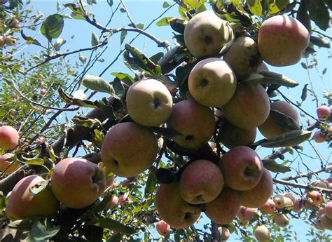 Apple Garden Kashmir | Fasci Garden