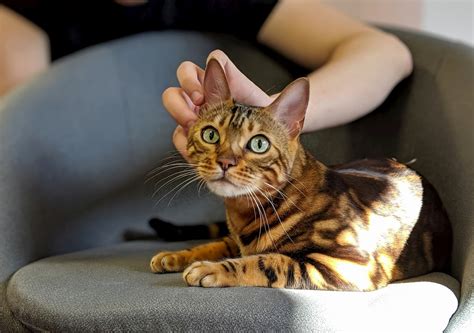 Bengal Cats: Breed information, types, personality, feeding and health