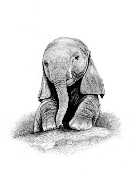 Baby Elephant Sketch at PaintingValley.com | Explore collection of Baby ...