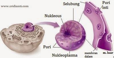 Fungsi Nukleus pada Sel Hewan dan Sel Tumbuhan