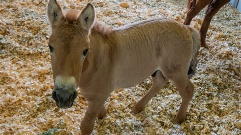 World’s first cloned Przewalski horse comes from DNA preserved at San ...