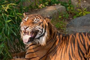 File:Tiger teeth.jpg - Wikimedia Commons