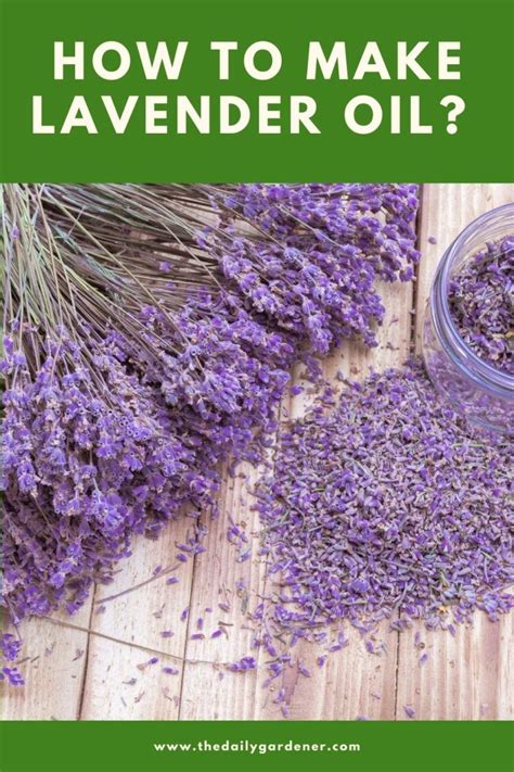 How to Make Lavender Oil? (2 Methods) | Lavender oil, Homemade lavender oil, Lavender oil diy