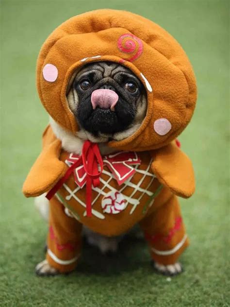 10 adorable pictures of PUGS dressed in festive costumes for Christmas ...