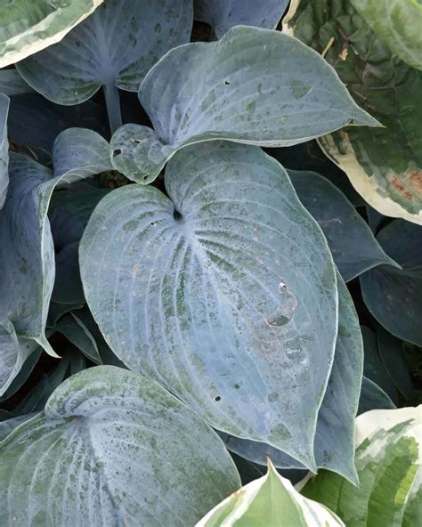 Can Hostas Grow In Full Sun? – World of Garden Plants