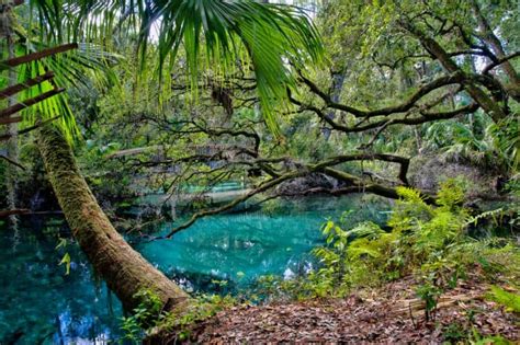 7 Prettiest Springs In Ocala You Must Visit - Florida Trippers