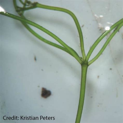 starry stonewort-01 - New York Invasive Species Research Institute