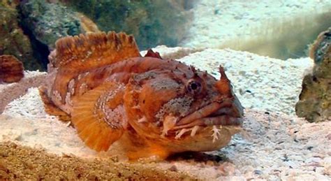 Orange Toadfish - Branson's Wild World